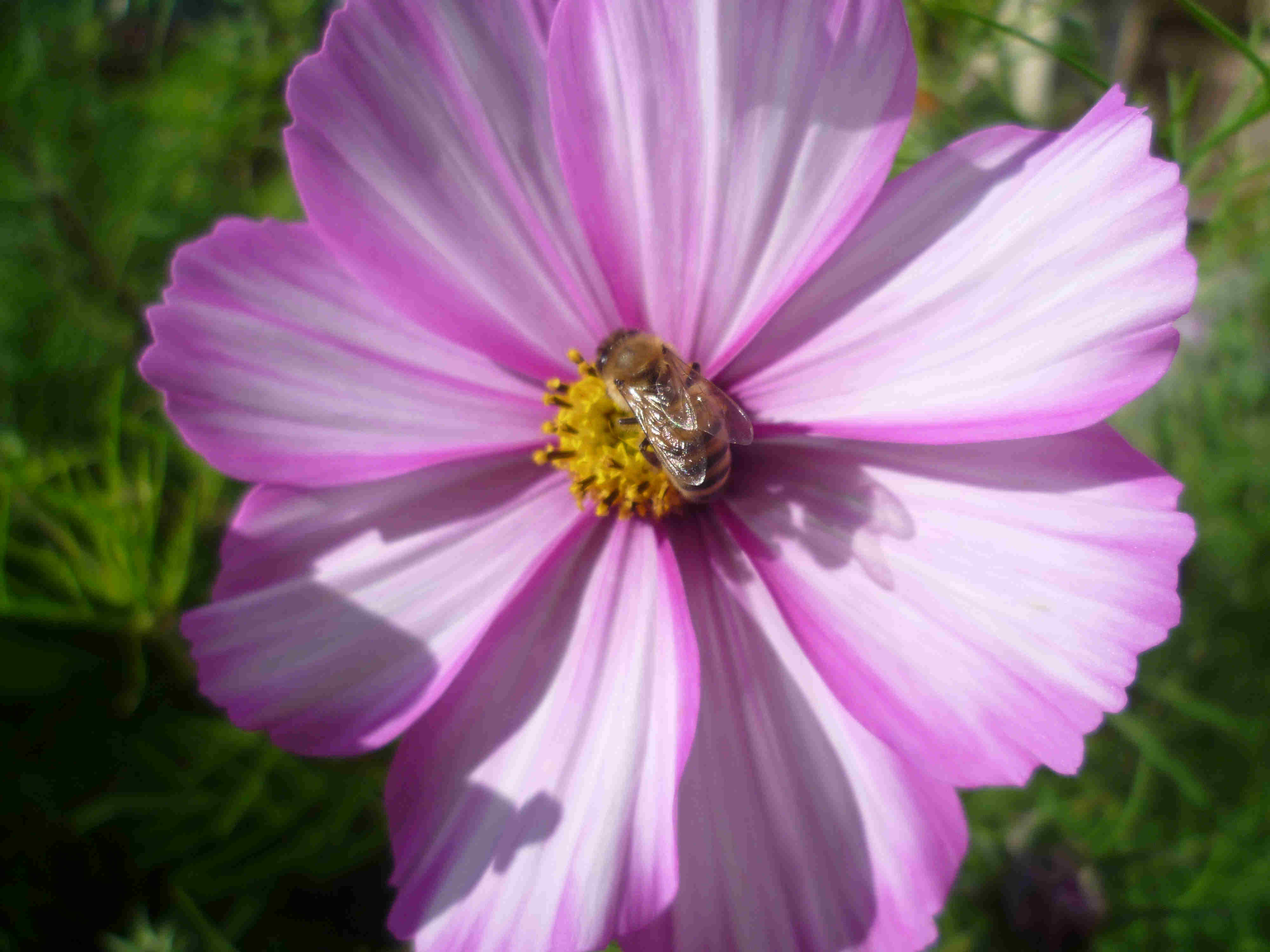 bee on cosmos Sept 17